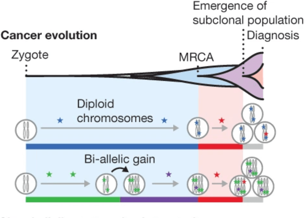 The Evolutionary History of 2,658 Cancers