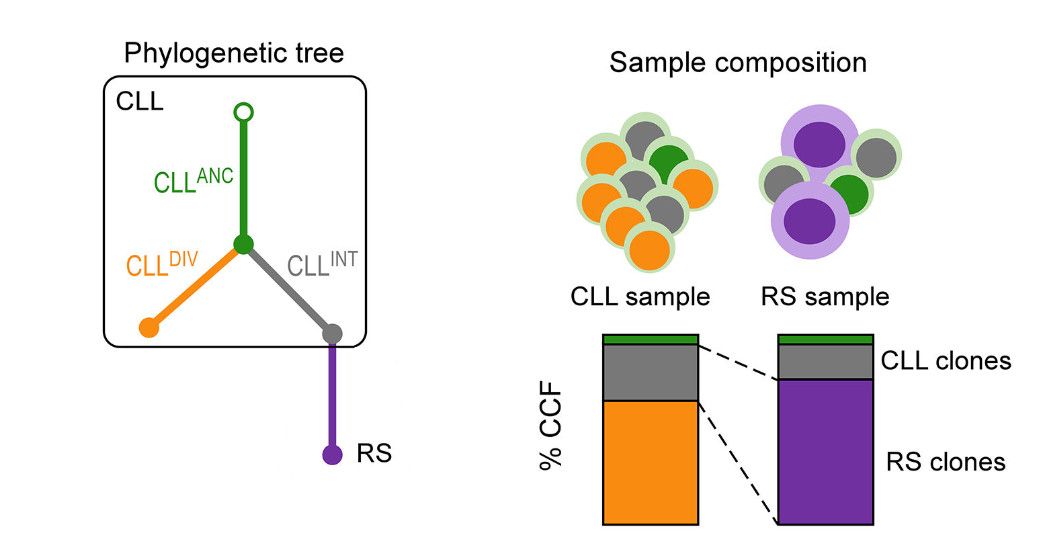 Evolutionary History of Transformation from Chronic Lymphocytic Leukemia to Richter Syndrome